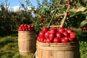 Gartenarbeit als Hobby für Senioren